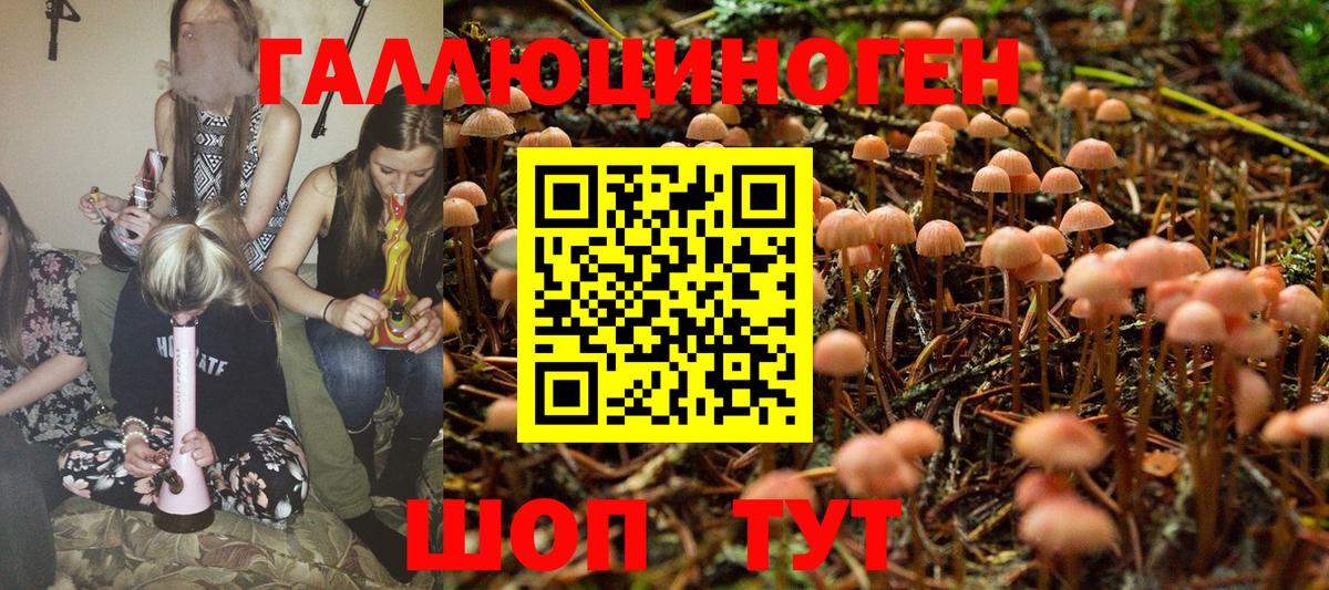 Псилоцибиновые грибы Psilocybine cubensis Краснознаменск